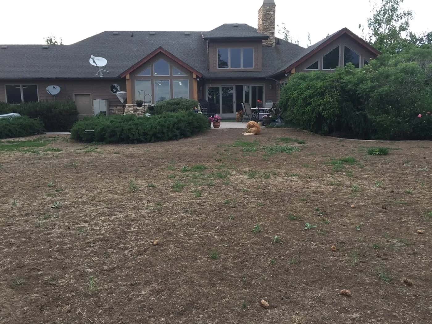 A dry, patchy Utah lawn before renovation, the result of guesswork watering